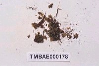 藏品(尖葉油苔)的圖片